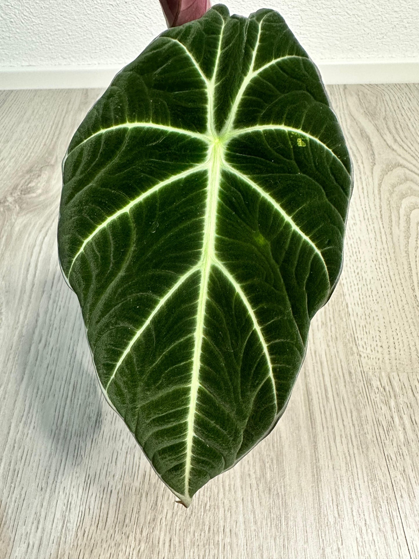 Alocasia Black Velvet Blatt