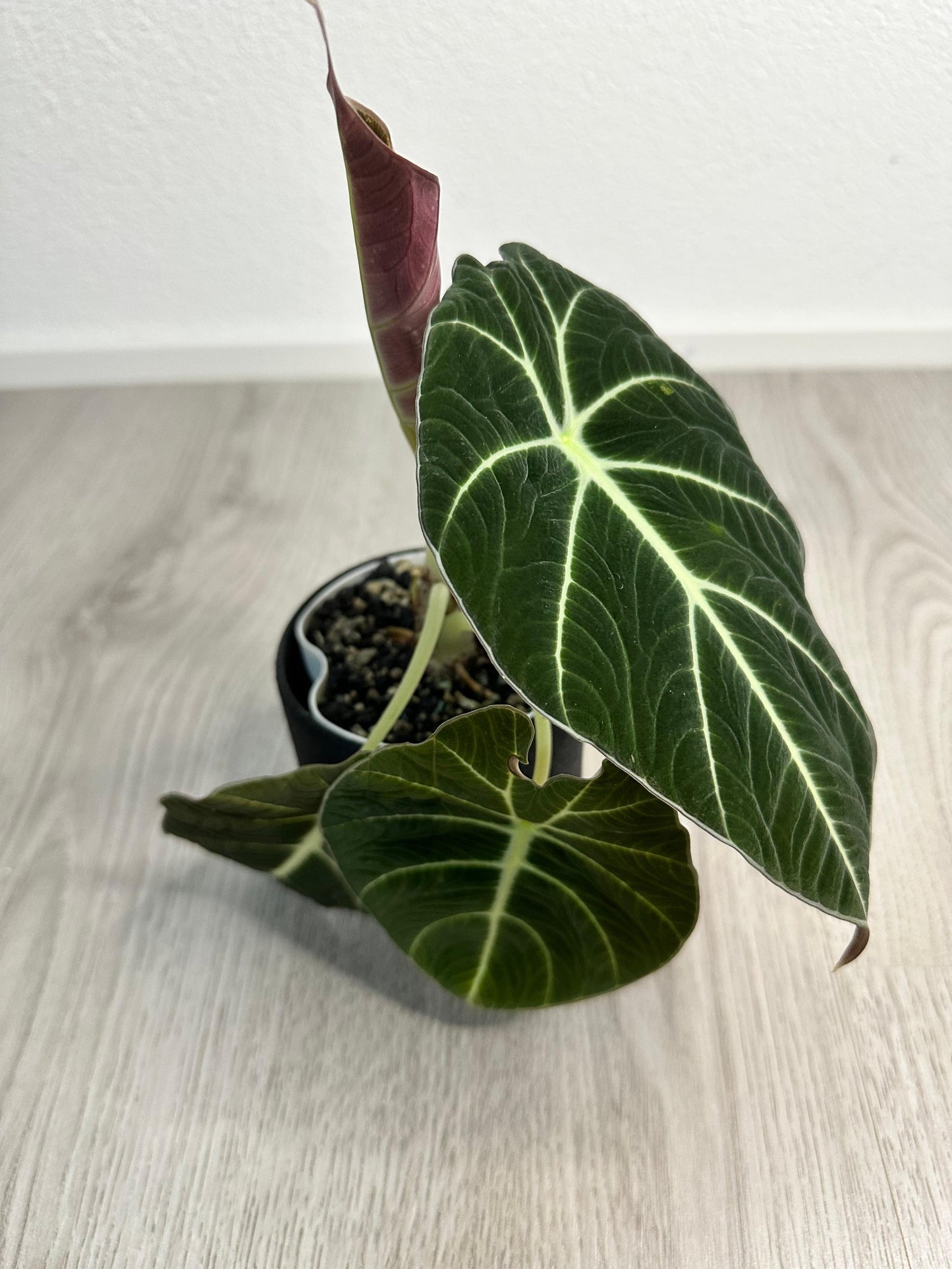 Alocasia Black Velvet Mutterpflanze