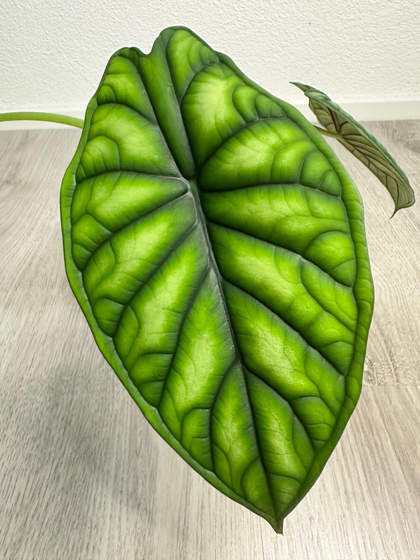 Alocasia Dragon Scale Blatt