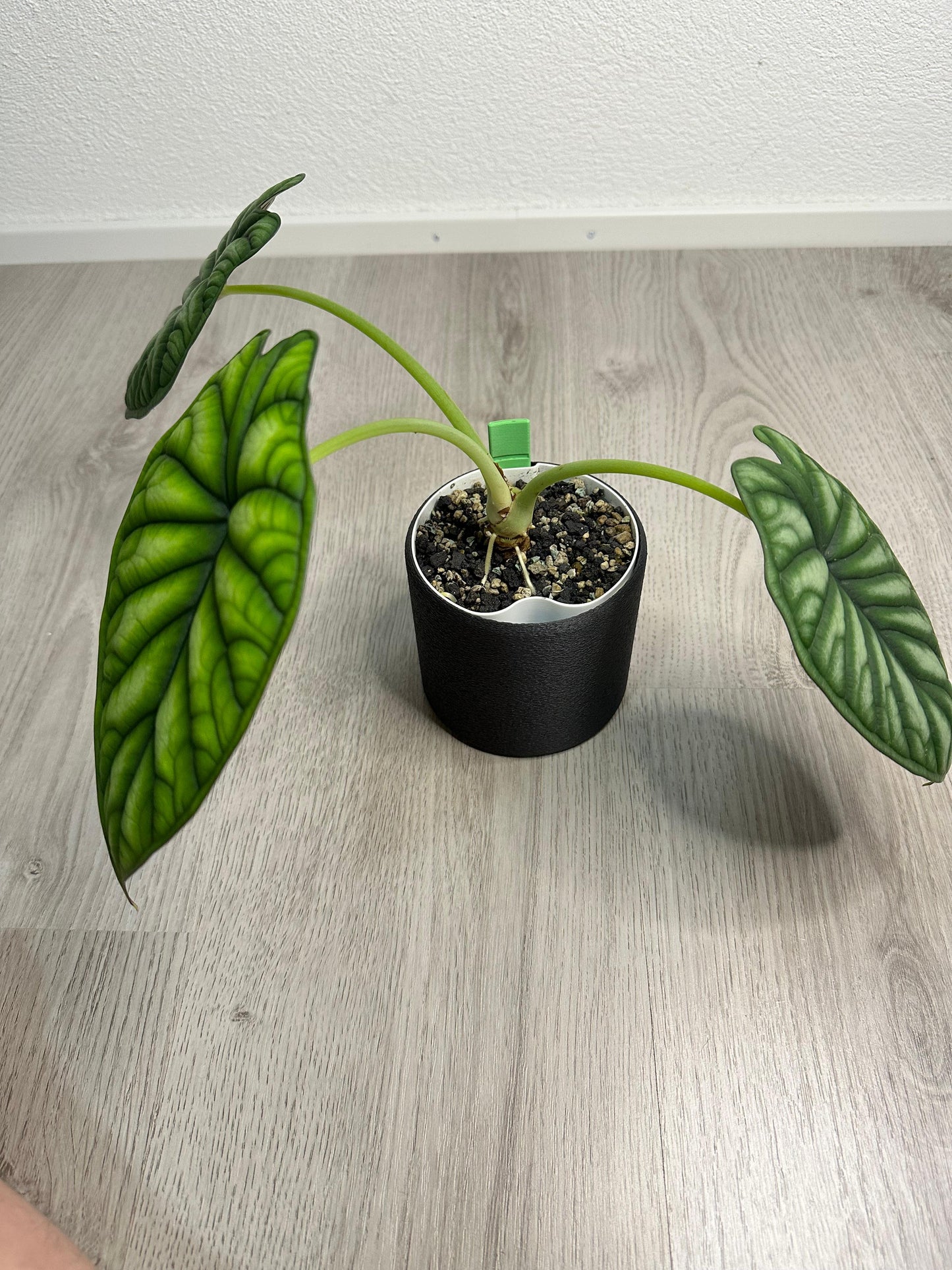 Alocasia Dragon Scale Motherplant