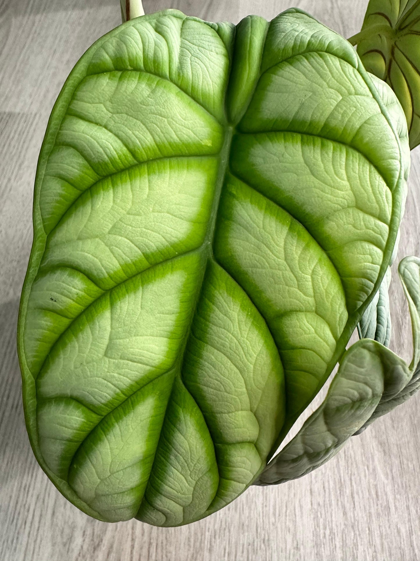 Alocasia Silver Dragon Blatt