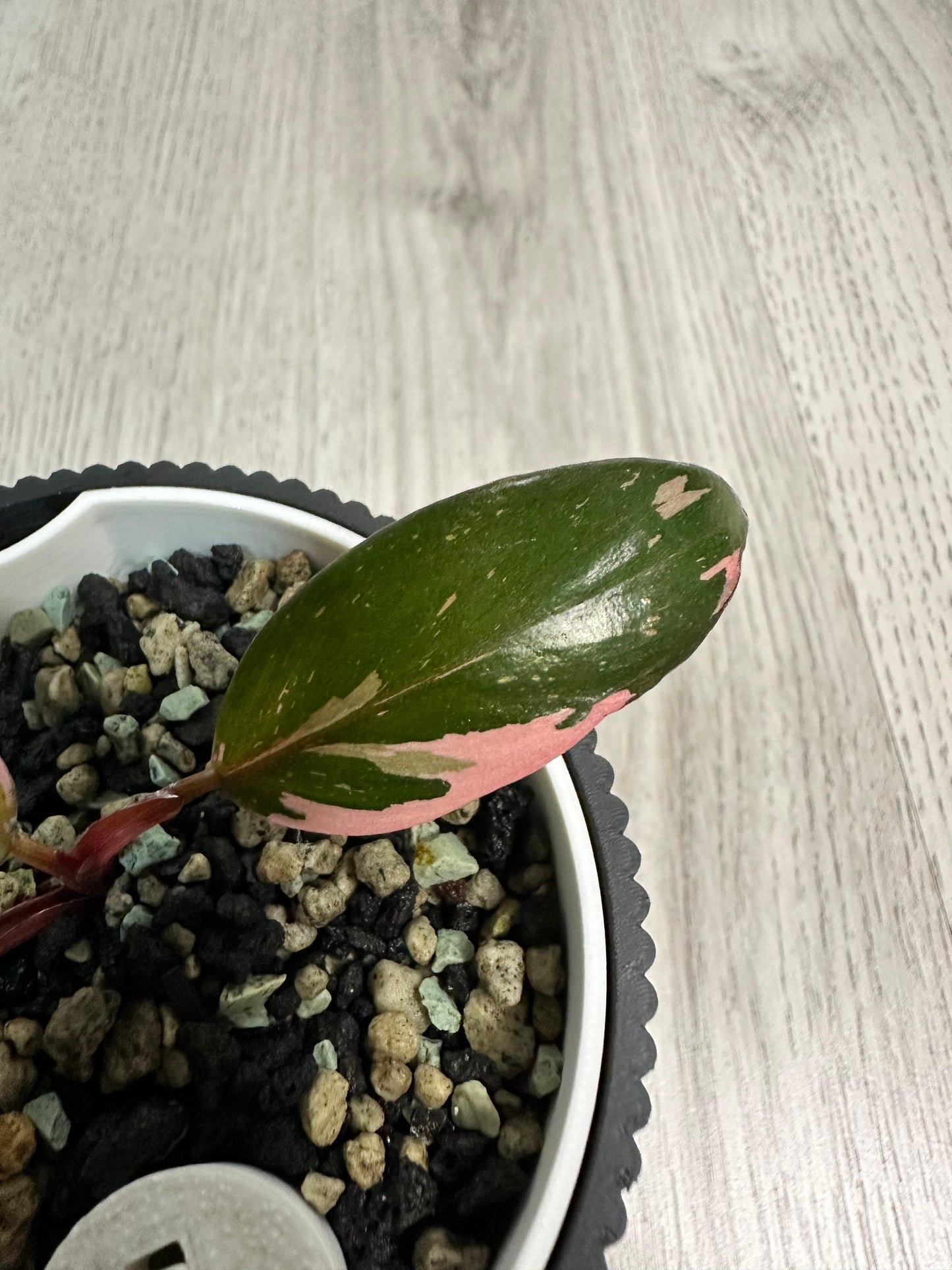 Philodendron Pink Princess Blatt