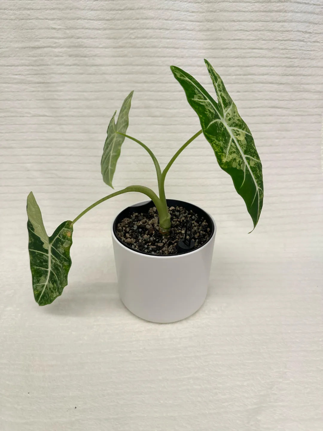 Selbstbewässerungseinsatz Beispiel