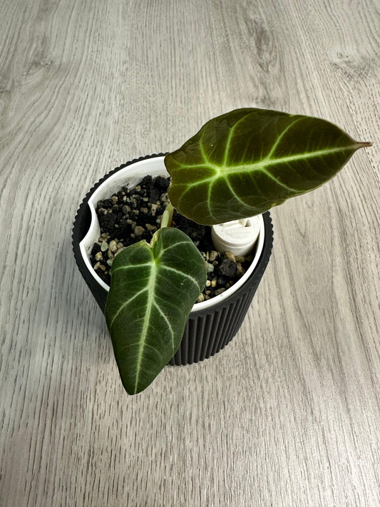 Alocasia Black Velvet Babypflanze