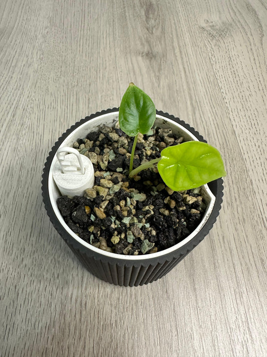 Alocasia Dragon Scale Babypflanze