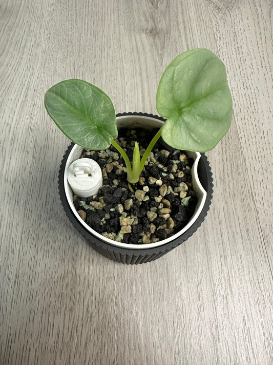 Alocasia Silver Dragon Babypflanze