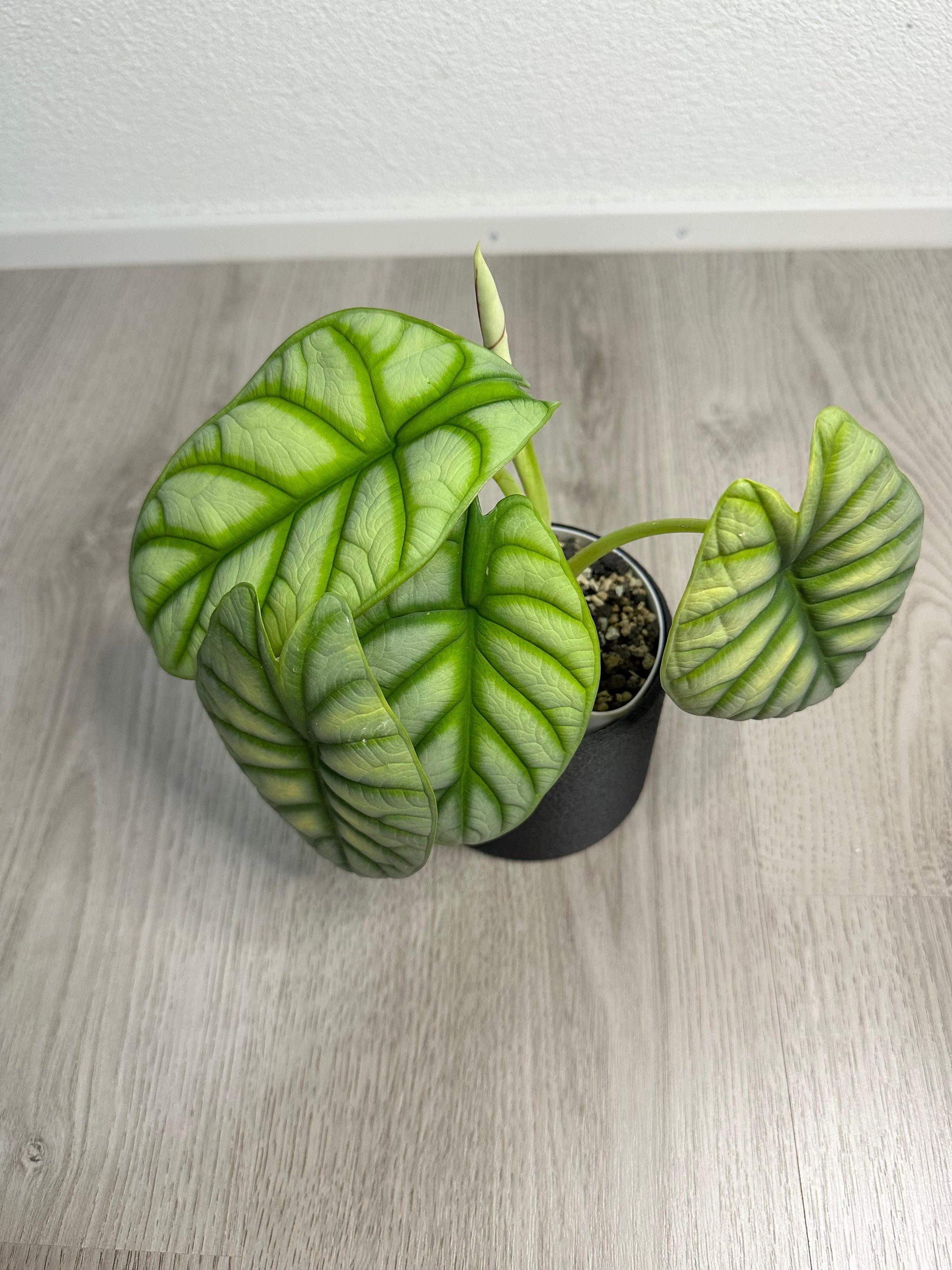 Alocasia Silver Dragon Mutterpflanze