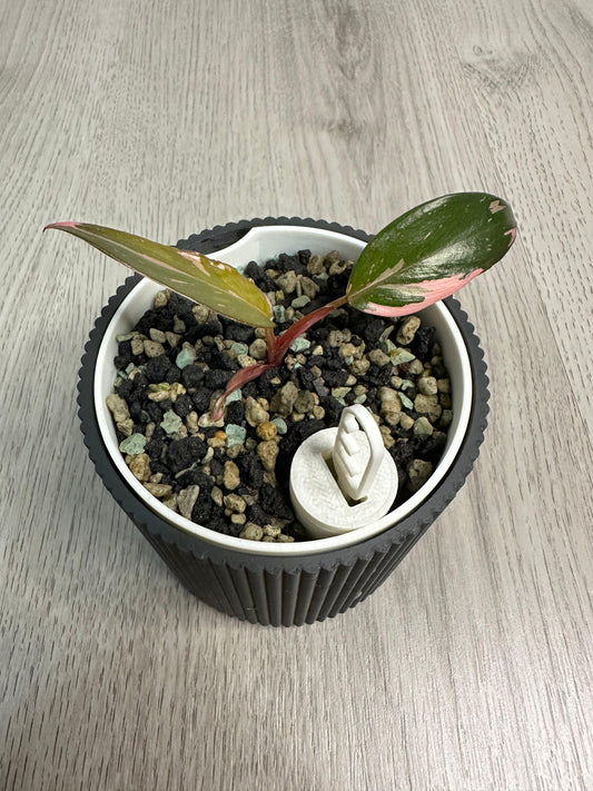 Philodendron Pink Princess Babypflanze